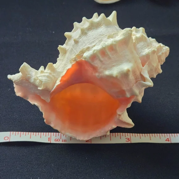 Unique Natural Seashell Collection-30yo Rare Hawaiian & 20yo Floridian, 2"-4.5" - Picture 9 of 15